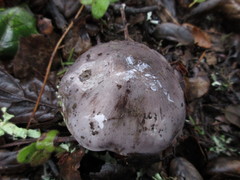 Tricholoma griseoviolaceum