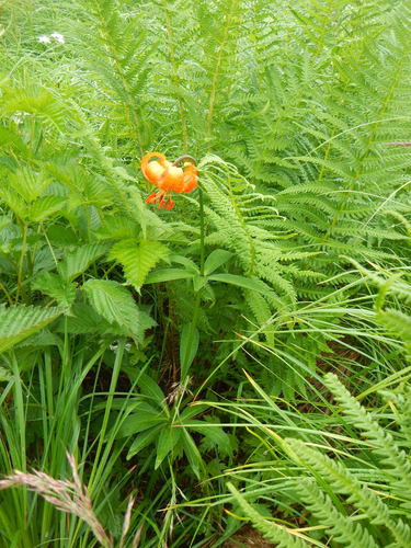 Lilium medeoloides iNat (1)