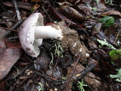 Tricholoma griseoviolaceum
