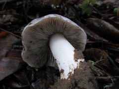 Tricholoma griseoviolaceum