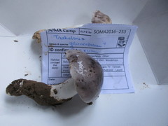 Tricholoma griseoviolaceum