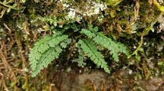 Asplenium tenuicaule