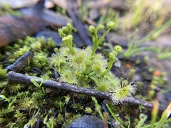 Drosera hookeri