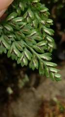 Asplenium tenuicaule