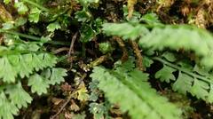 Asplenium tenuicaule