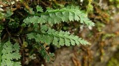 Asplenium tenuicaule