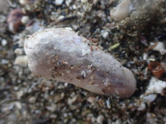 Zelithophaga truncata