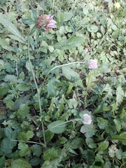Trifolium pratense