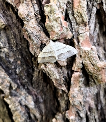 Perizoma parallelolineatum