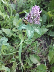 Trifolium pratense