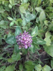 Trifolium pratense