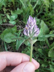 Trifolium pratense