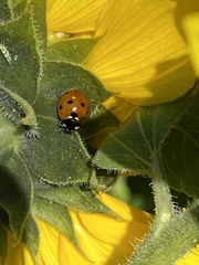 Coccinella septempunctata