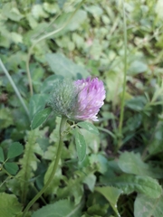 Trifolium pratense