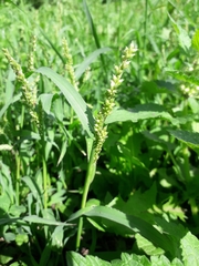 Echinochloa crus-galli