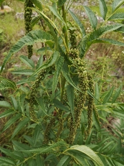 Datisca cannabina