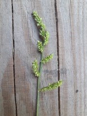 Echinochloa crus-galli