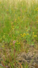 Bupleurum tenuissimum