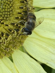 Eristalis tenax