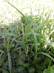Echinochloa crus-galli