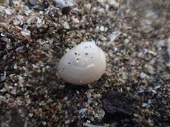 Linucula hartvigiana