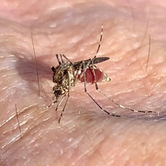 Aedes camptorhynchus