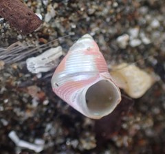 Cantharidus dilatatus