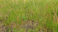 Bupleurum tenuissimum