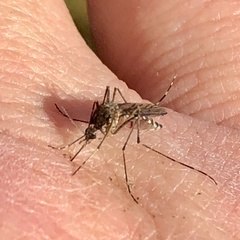 Aedes camptorhynchus