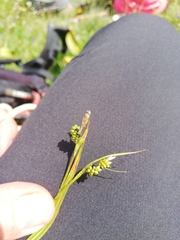 Anthracoidea caricis