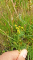 Bupleurum tenuissimum
