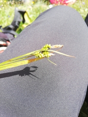 Anthracoidea caricis