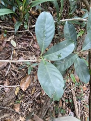 Coelospermum paniculatum