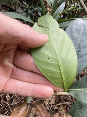 Coelospermum paniculatum