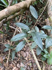 Coelospermum paniculatum