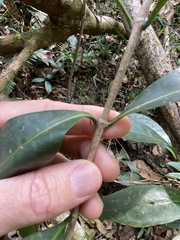 Coelospermum paniculatum