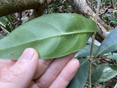 Coelospermum paniculatum