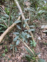 Coelospermum paniculatum
