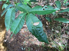 Melicope elleryana