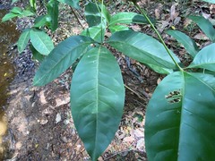 Melicope elleryana