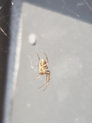 Zygiellinae