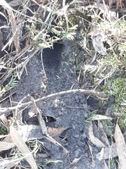 Pardalotus punctatus