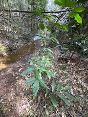 Melicope elleryana