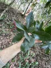 Denhamia celastroides