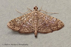 Glyphodes pulverulentalis