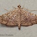 Glyphodes pulverulentalis - Photo (c) 57Andrew, some rights reserved (CC BY-NC-ND), uploaded by 57Andrew