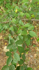 Cotoneaster dielsianus