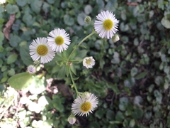 Erigeron annuus