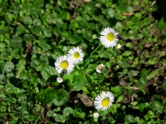 Erigeron annuus
