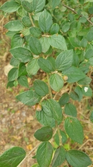 Cotoneaster dielsianus